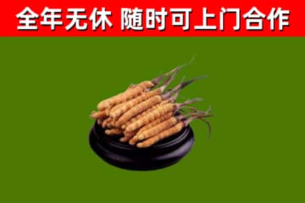 阿里地区烟酒回收冬虫夏草.jpg